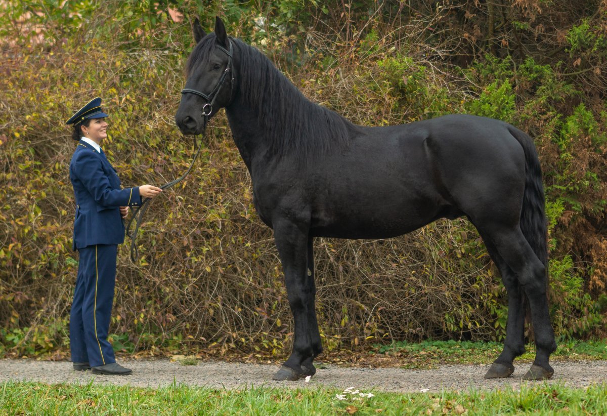кладрубская гнедая. кладрубская порода лошадей. лошадь в цветах. горбоносый красавец принарядившийся для великого праздника. донской рысак гнедой.