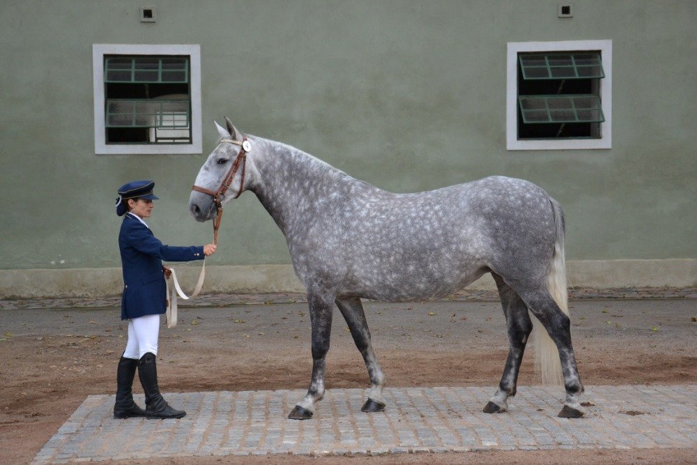 Kladruber horses' performance testing at the Kladruby nad Labem stud, 4 ...