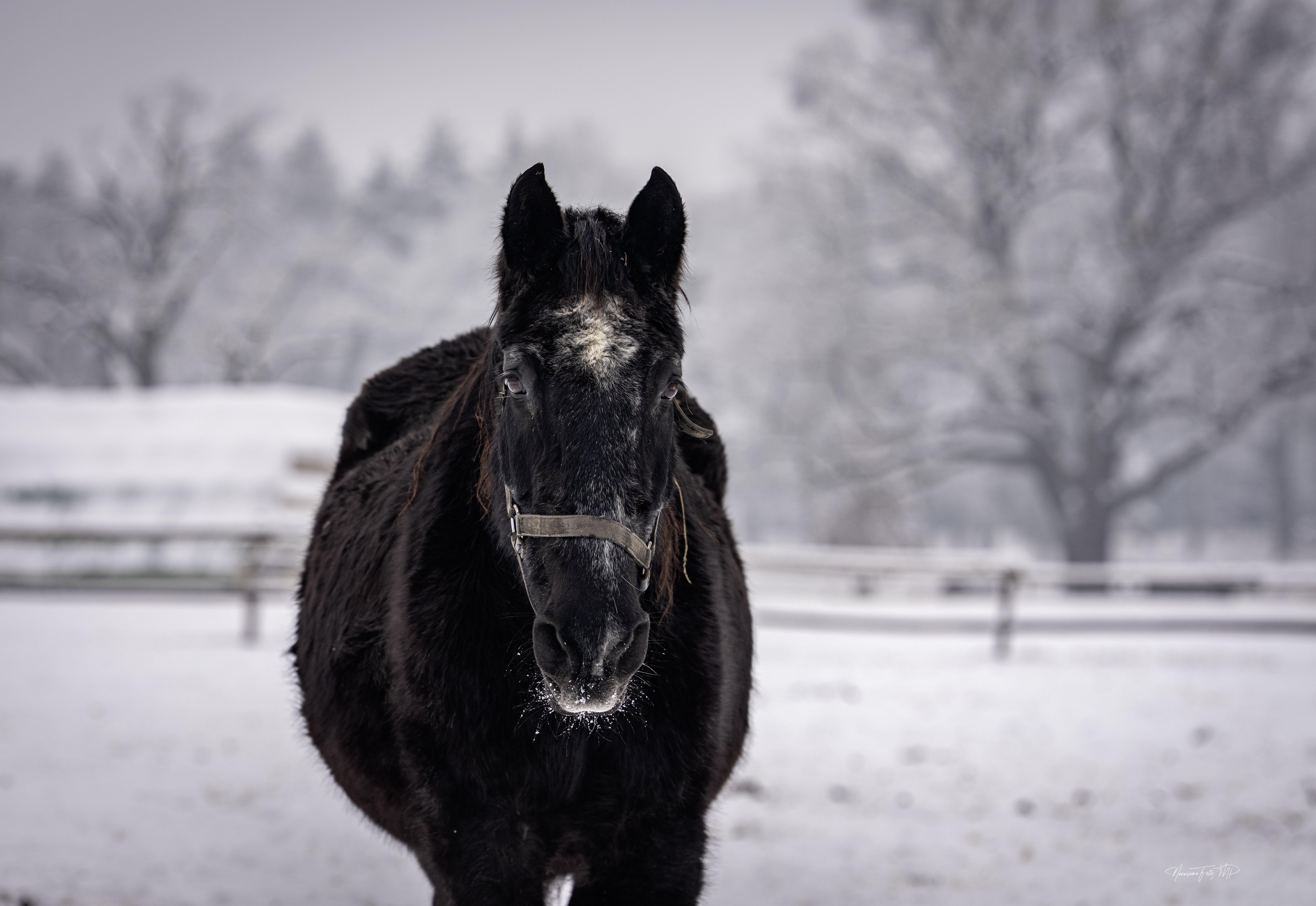 ZASNĚŽENÉ SLAVICE