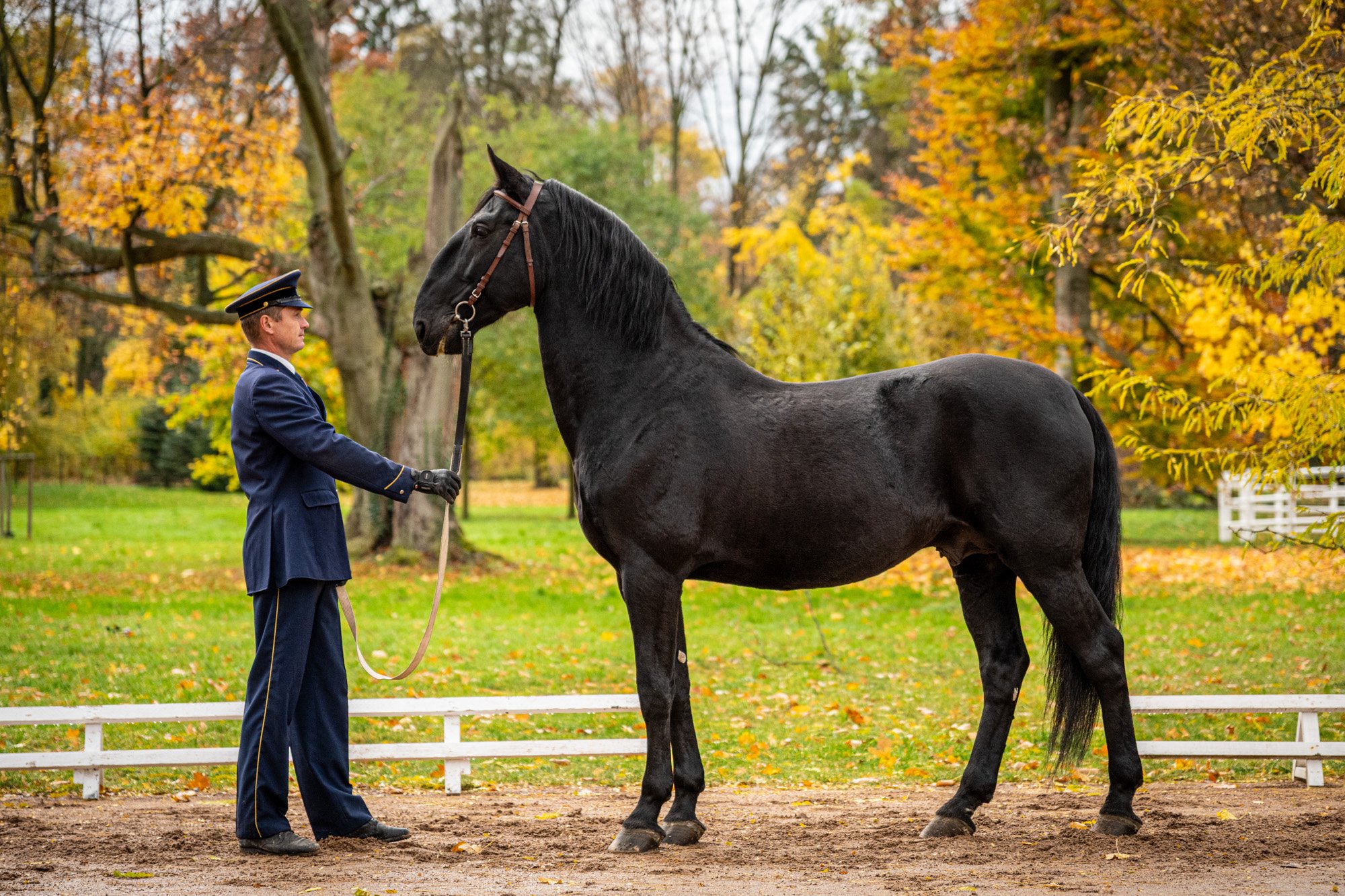 PODZIMNÍ TŘÍDĚNÍ STAROKLADRUBSKÝCH KONÍ VE SLATIŇANECH