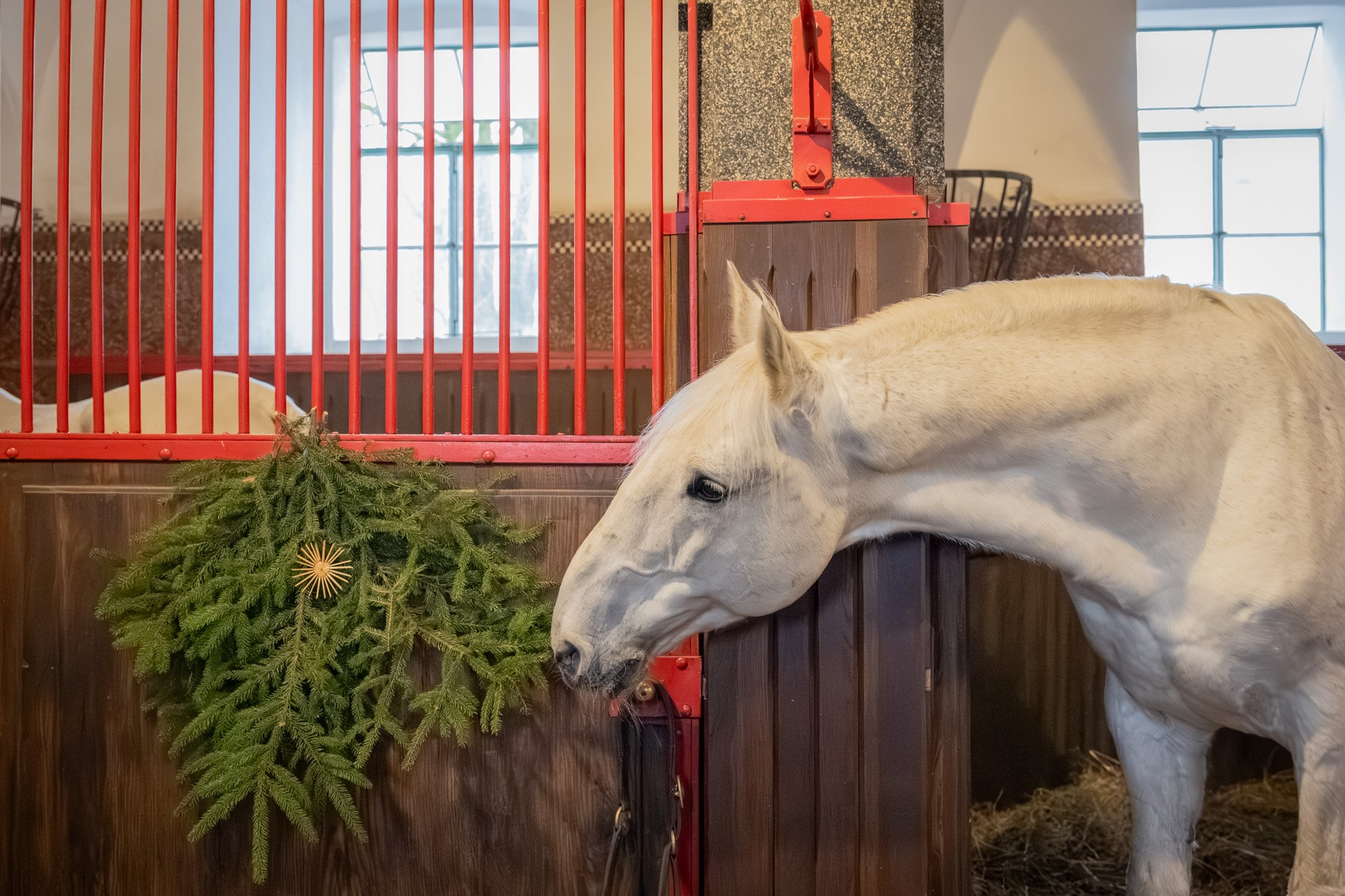 PŘÍPRAVA NA VÁNOCE