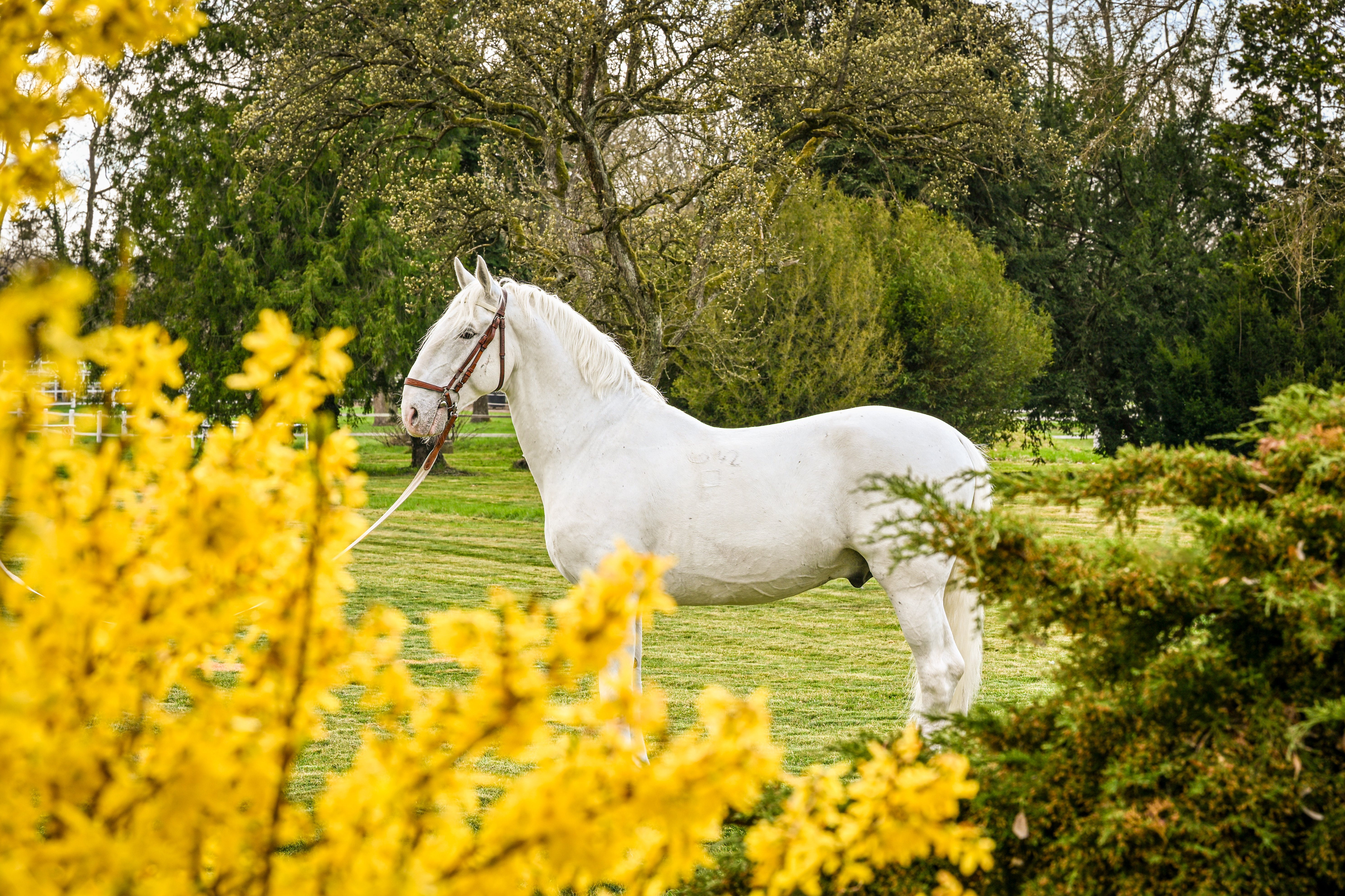VELIKONOČNÍ SVÁTKY V NÁRODNÍM HŘEBČÍNĚ