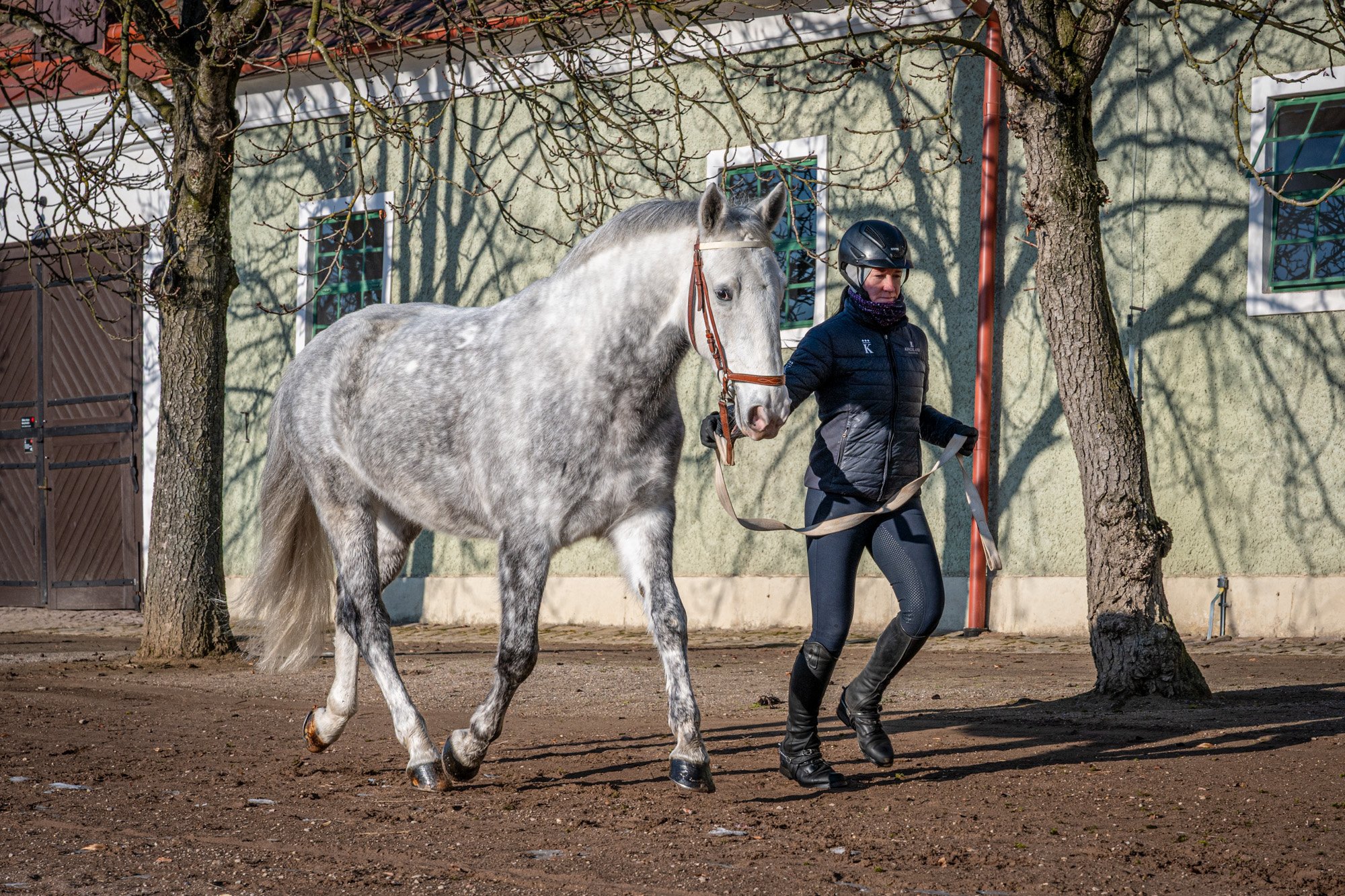 DALŠÍ STAROKLADRUBSKÝ BĚLOUŠ PRO ŠVÉDSKOU KRÁLOVSKOU JÍZDNÍ GARDU