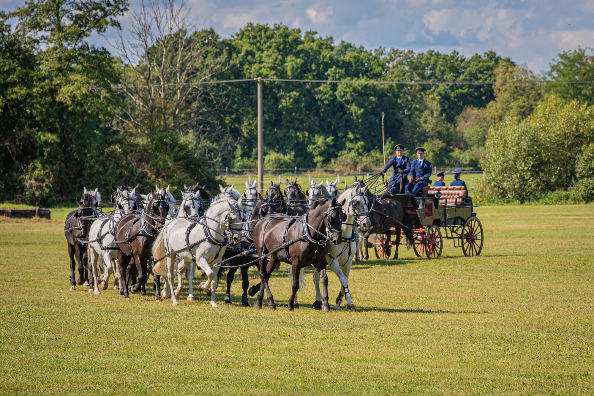 VÁNOČNÍ DÁREK OD NÁRODNÍHO HŘEBČÍNA