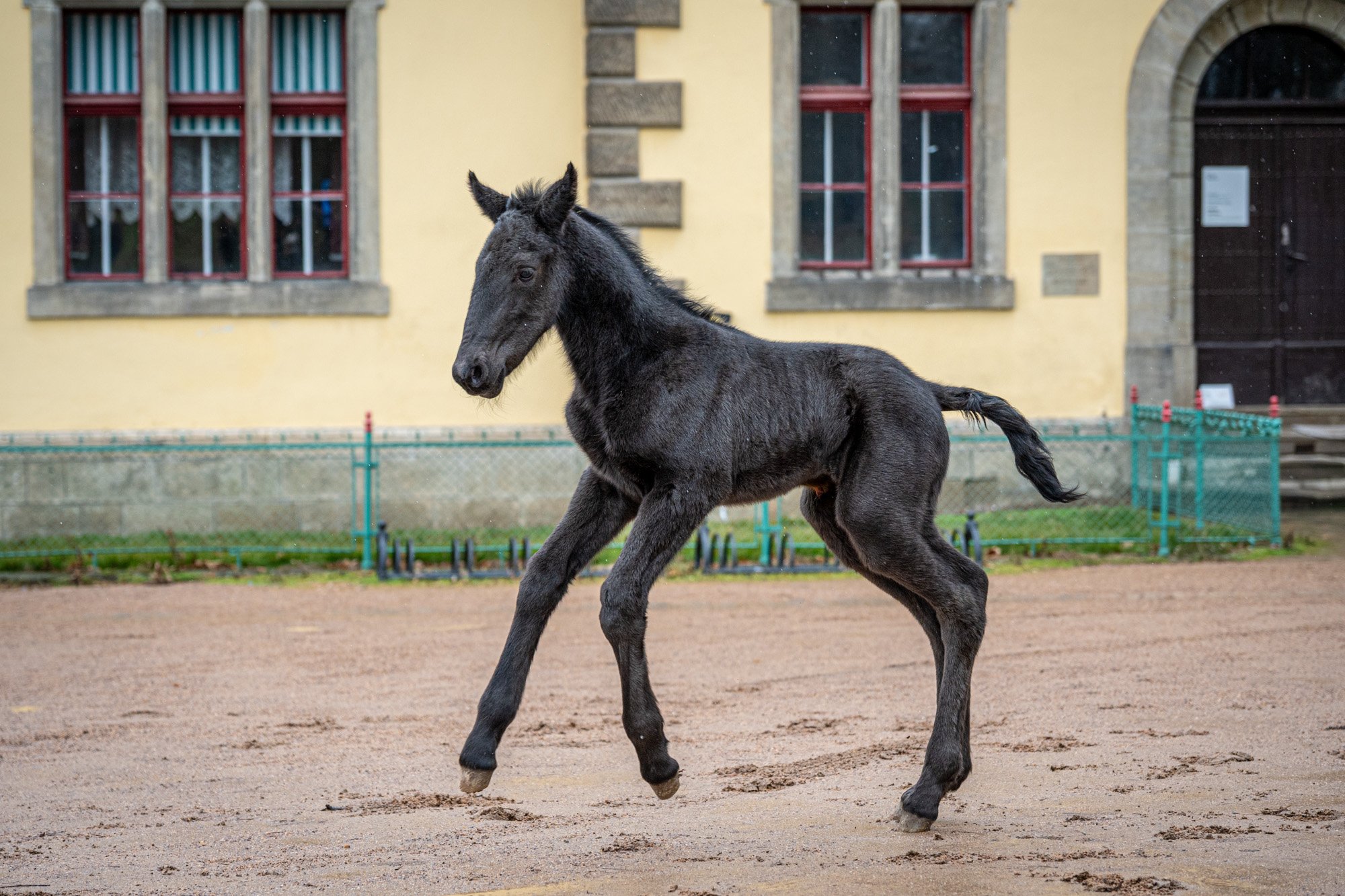 V HŘEBČÍNĚ SLATIŇANY VÍTAJÍ PRVNÍ PŘÍRŮSTEK ROKU 2026