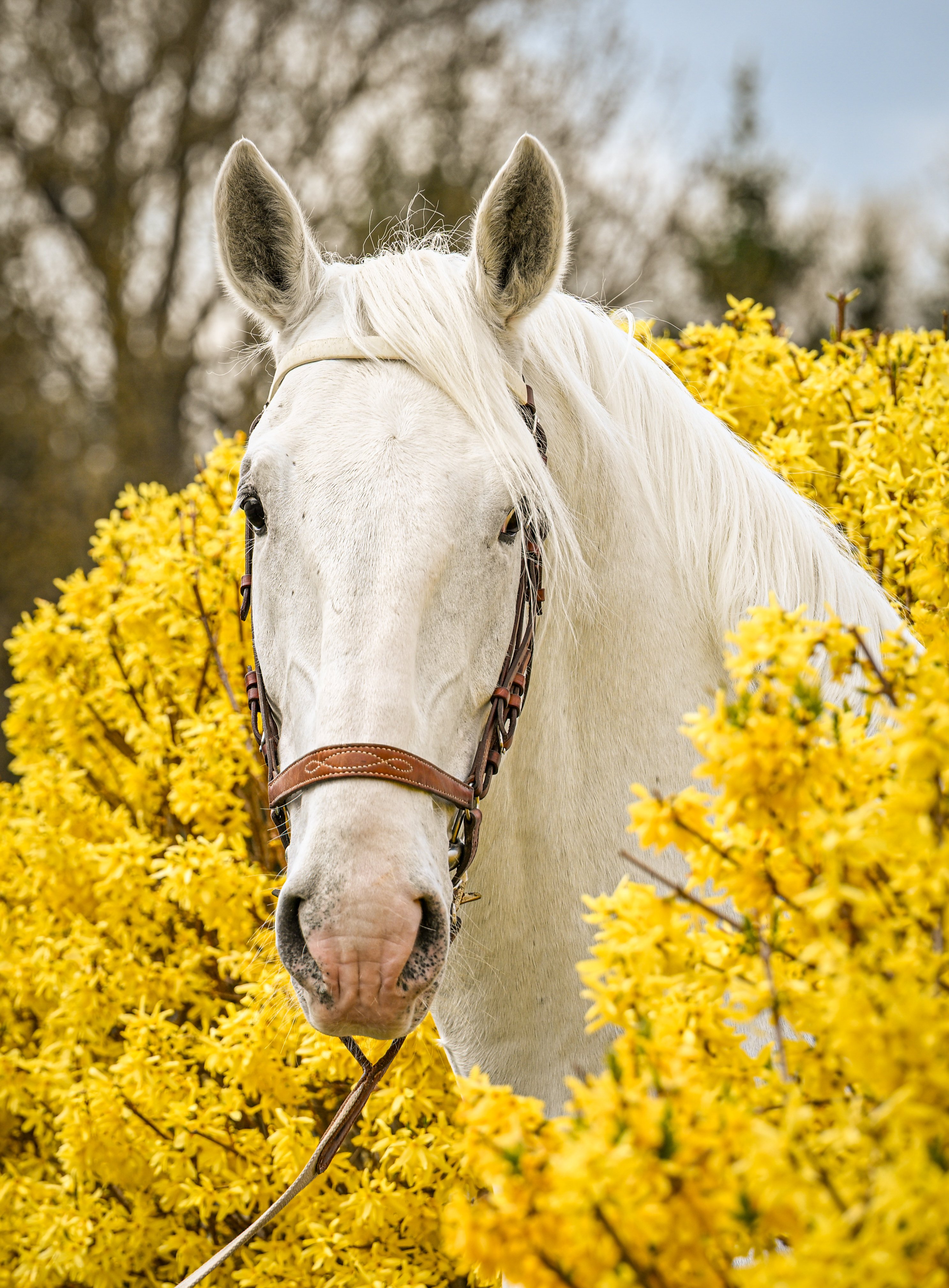 VESELÉ VELIKONOČNÍ PONDĚLÍ PŘEJE NÁRODNÍ HŘEBČÍN KLADRUBY NAD LABEM