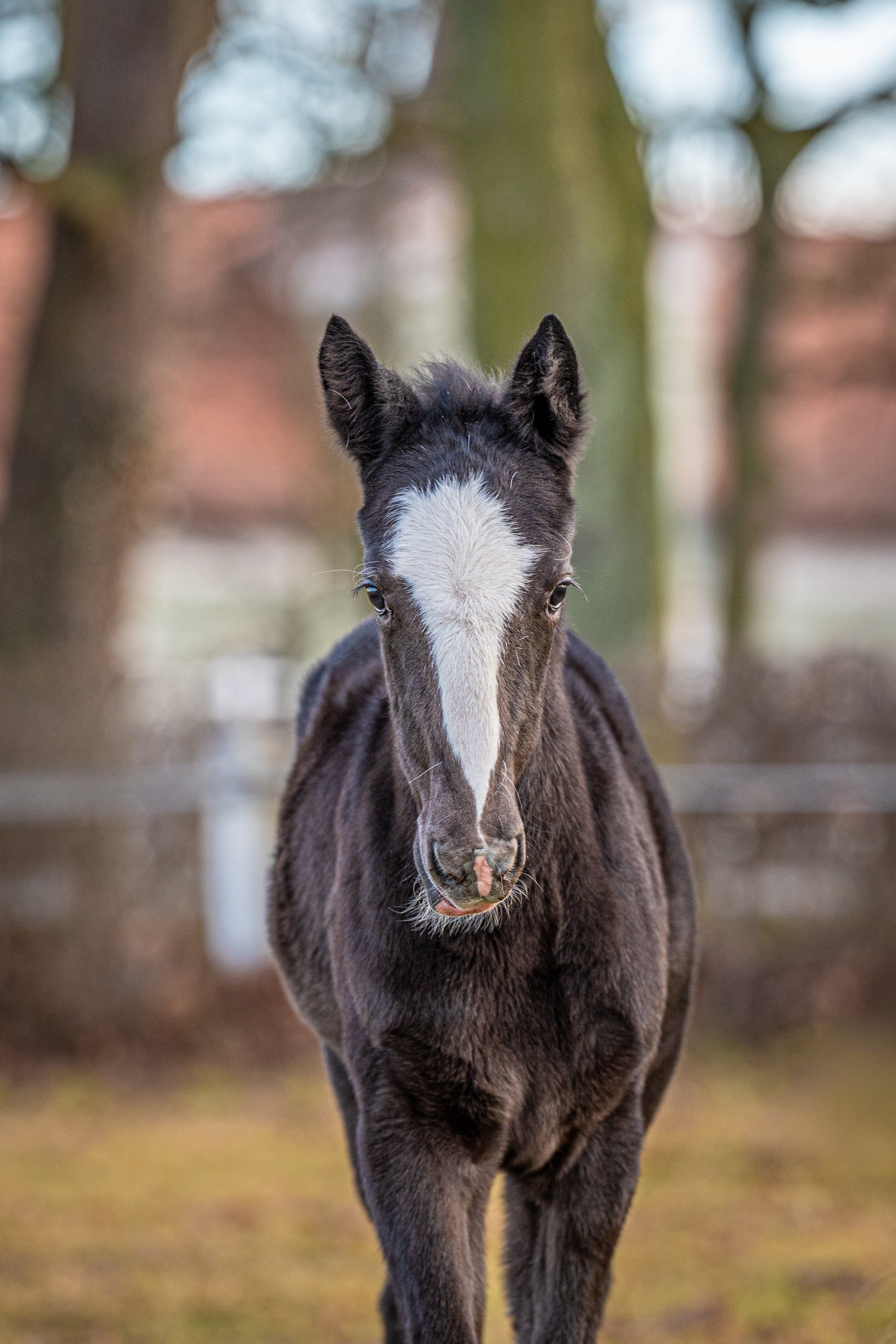 PRVNÍ KLADRUBSKÁ HŘÍBATA NA PASTVINĚ 